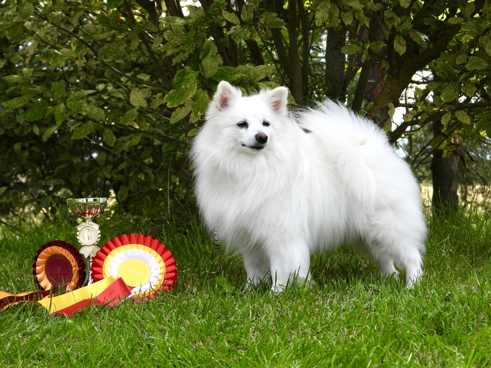 Ahoniityn Apollonia, Vet Champion 8.8.2026
